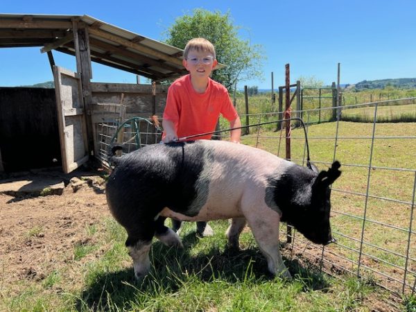 Deklan with his hog, Lainey in the pen.