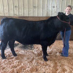 PCYLA participant Addison Merkel with her project steer, Ace