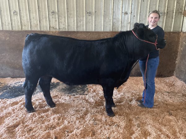 PCYLA participant Addison Merkel with her project steer, Ace